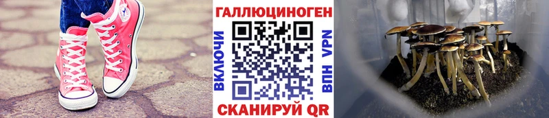 купить  сайты  Усмань  Псилоцибиновые грибы GOLDEN TEACHER 